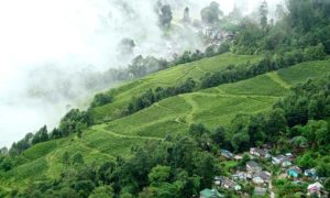 Tea_plantation_Darjeeling