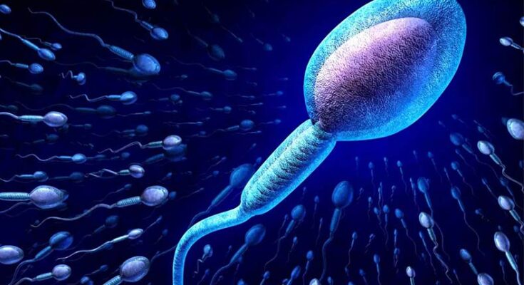 Scientists modified 350 years old concept that Sperms spin, not swim