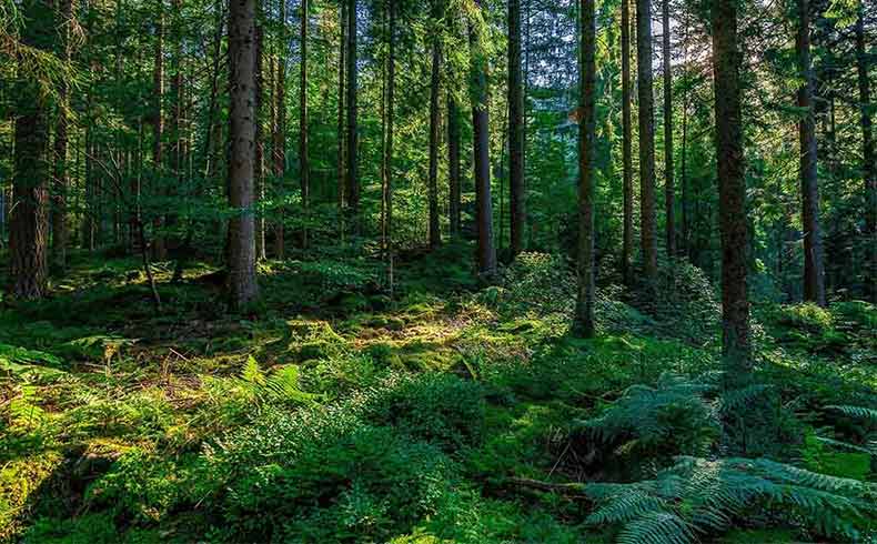 The Black Forest is situated in the southwest part of Germany.